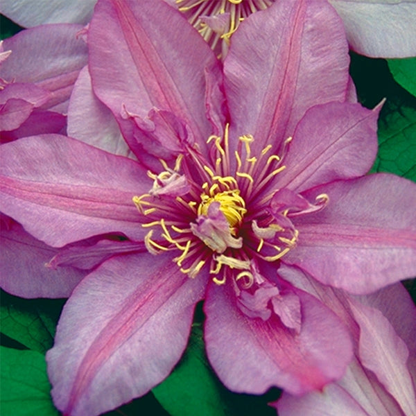 Clematis - Walter Pennell