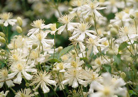 Clematis 'Summer Snow' AKA 'Fargesioides' AKA 'Paul Farges'