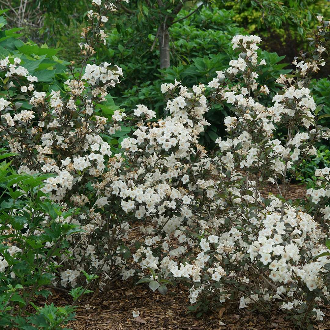 Weigela 'SMNWFGC'