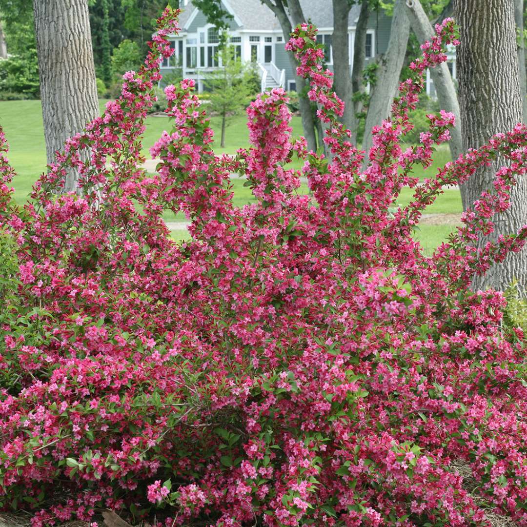 Weigela - Reblooming - SONIC BLOOM Pink