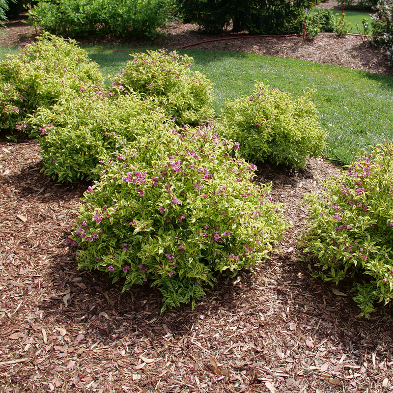 Weigela 'FLORACLAR'