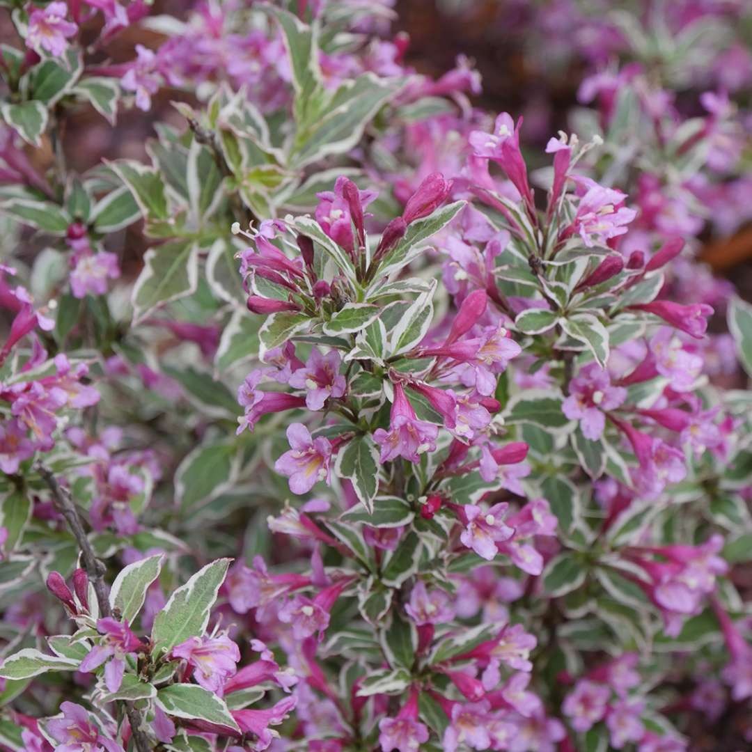 Weigela 'Verweig8'