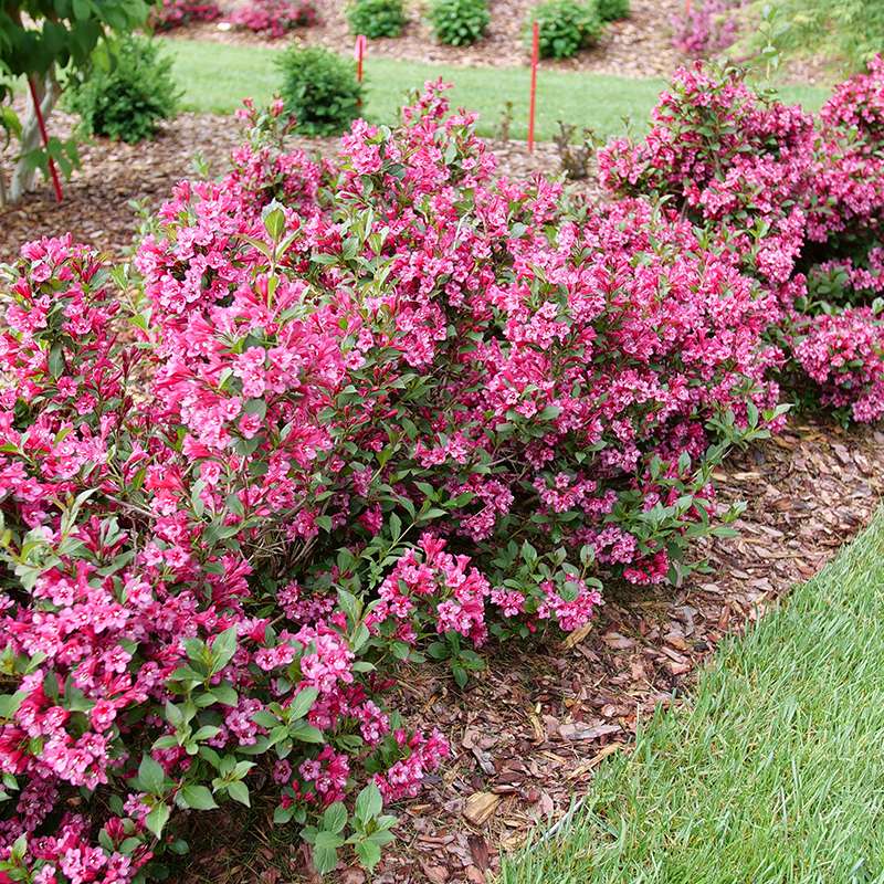 Weigela 'SMNW9RB'