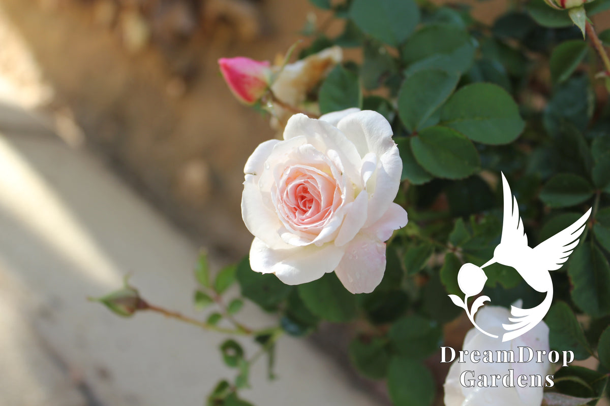 Rose - Touch of Pink