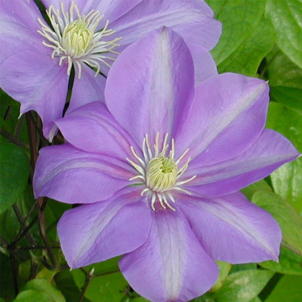 Clematis - Will Barron
