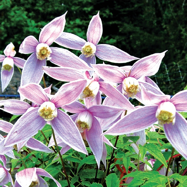 Clematis - alpina Willy