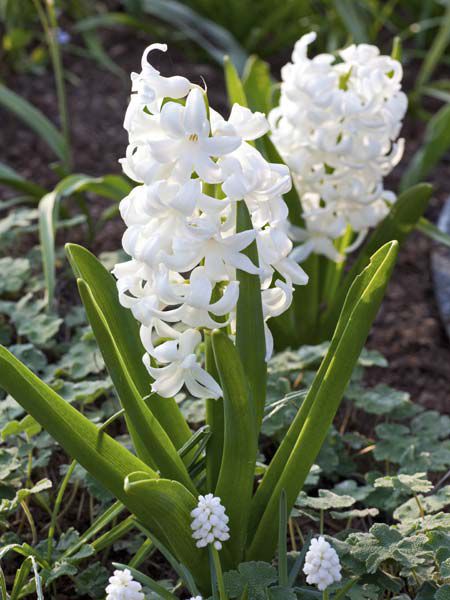 Fragrant Hyacinth - White