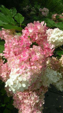 Load image into Gallery viewer, Hydrangea - Limelight
