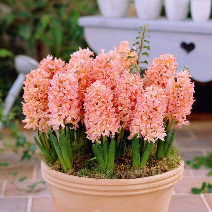 Fragrant Hyacinth - Apricot Picnic