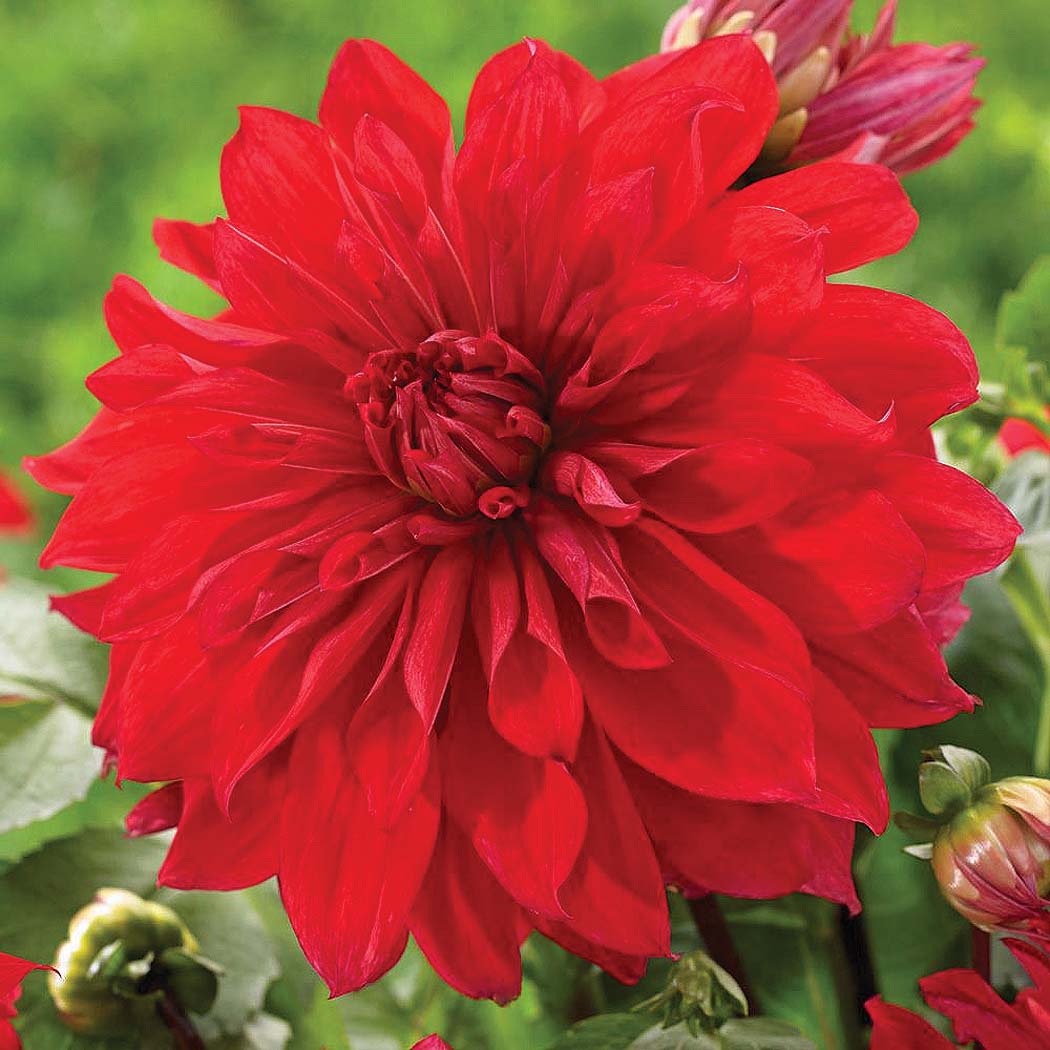 Dahlia - Decorative - Red Beauty
