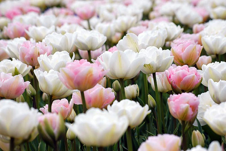 Tulip Bundle Cheerful Princess - 'Sakura' and 'Noori'