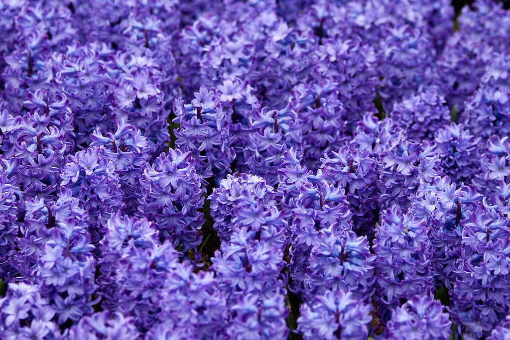 Fragrant Hyacinth - Blue