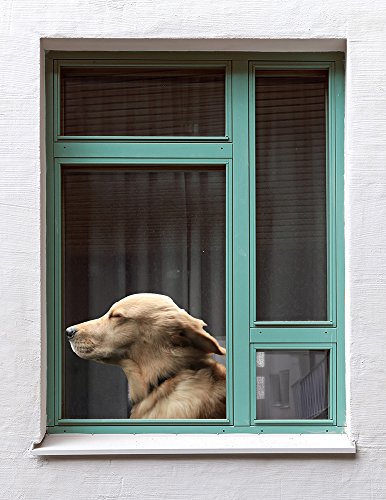 Colorbok Joy Riders Golden Retriever Window Cling