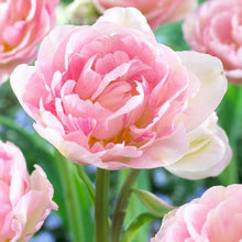 Load image into Gallery viewer, Tulip Late Pink Princess &#39;Sakura&#39;

