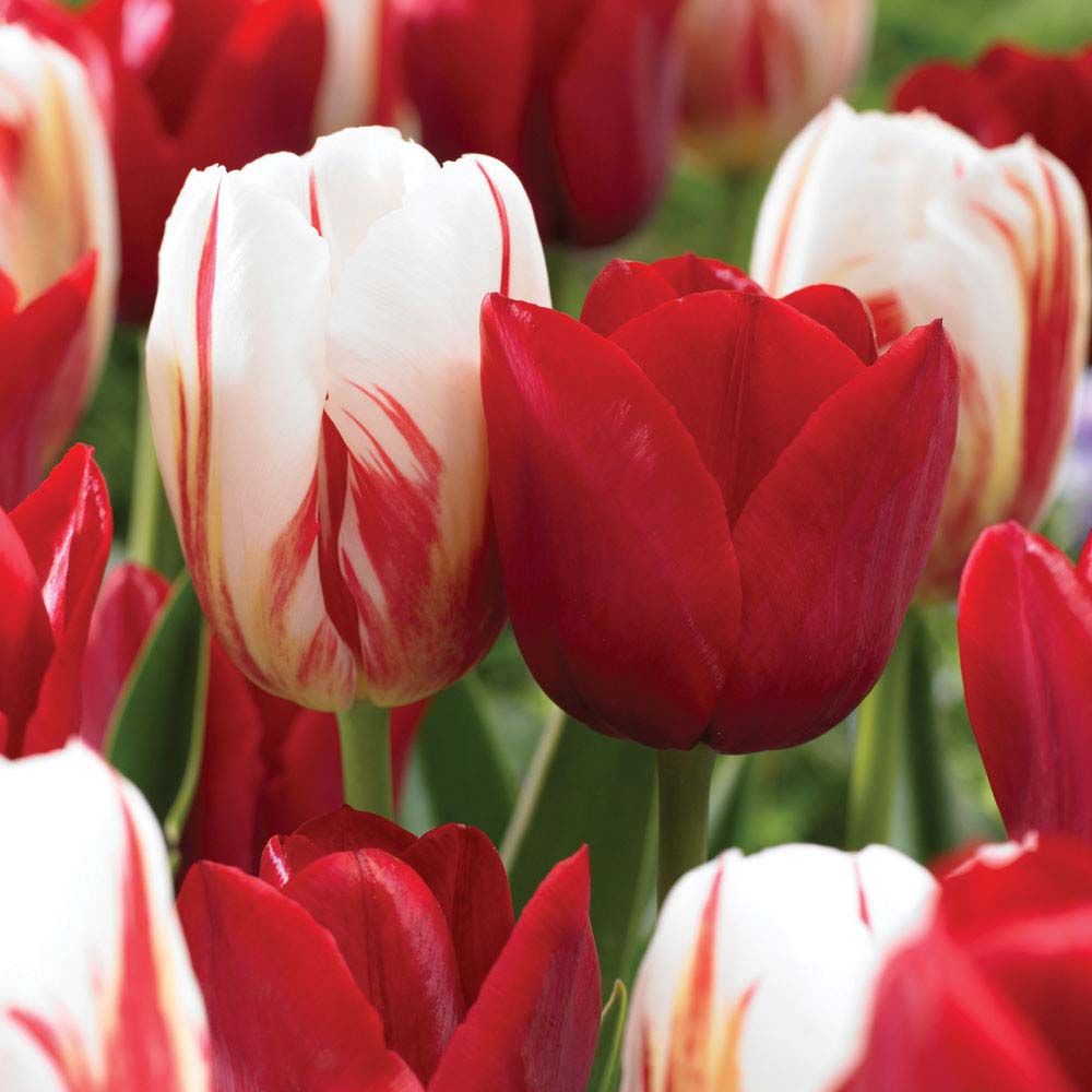 Tulip Triump Bundle - Queen of Hearts