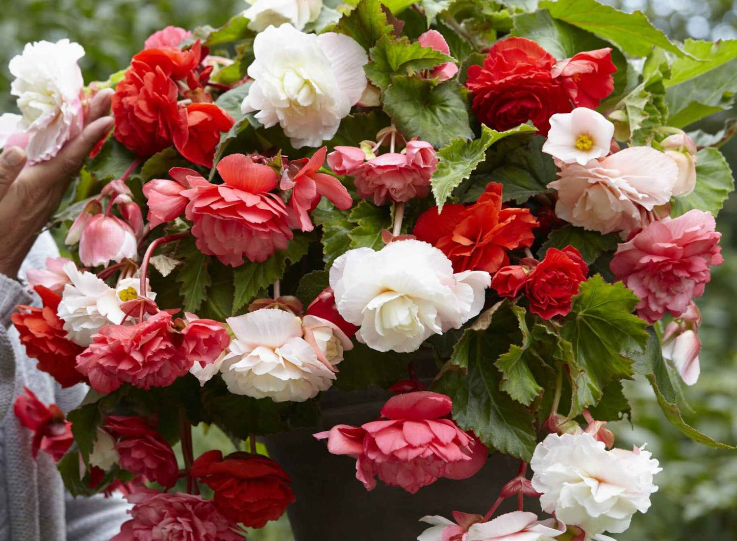 Begonia - Fragrant Bundle