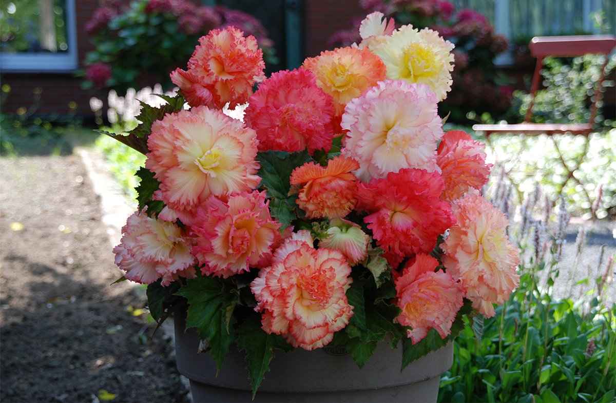 Begonia Mix