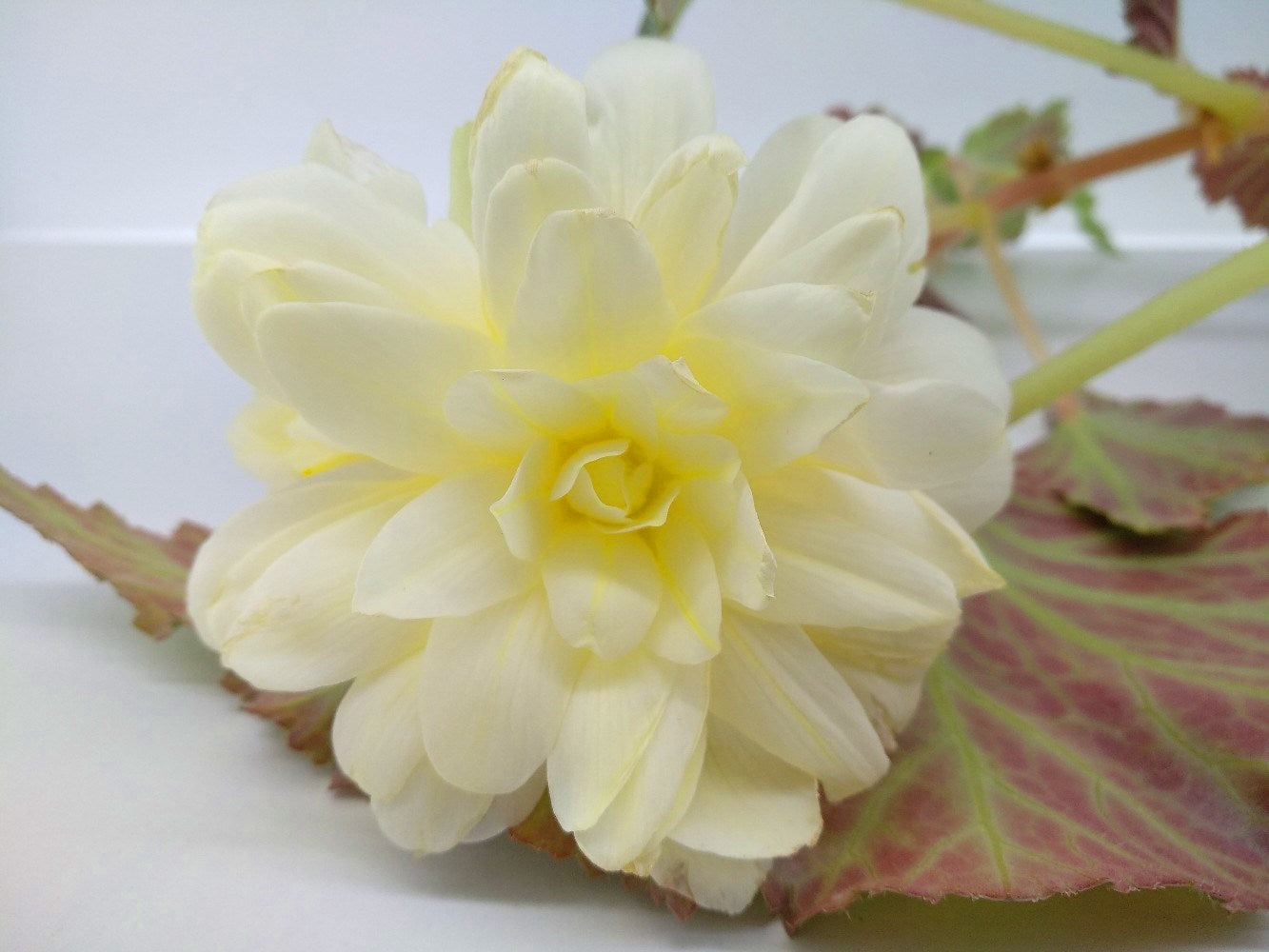Begonia - Yellow Realmdrop Shop