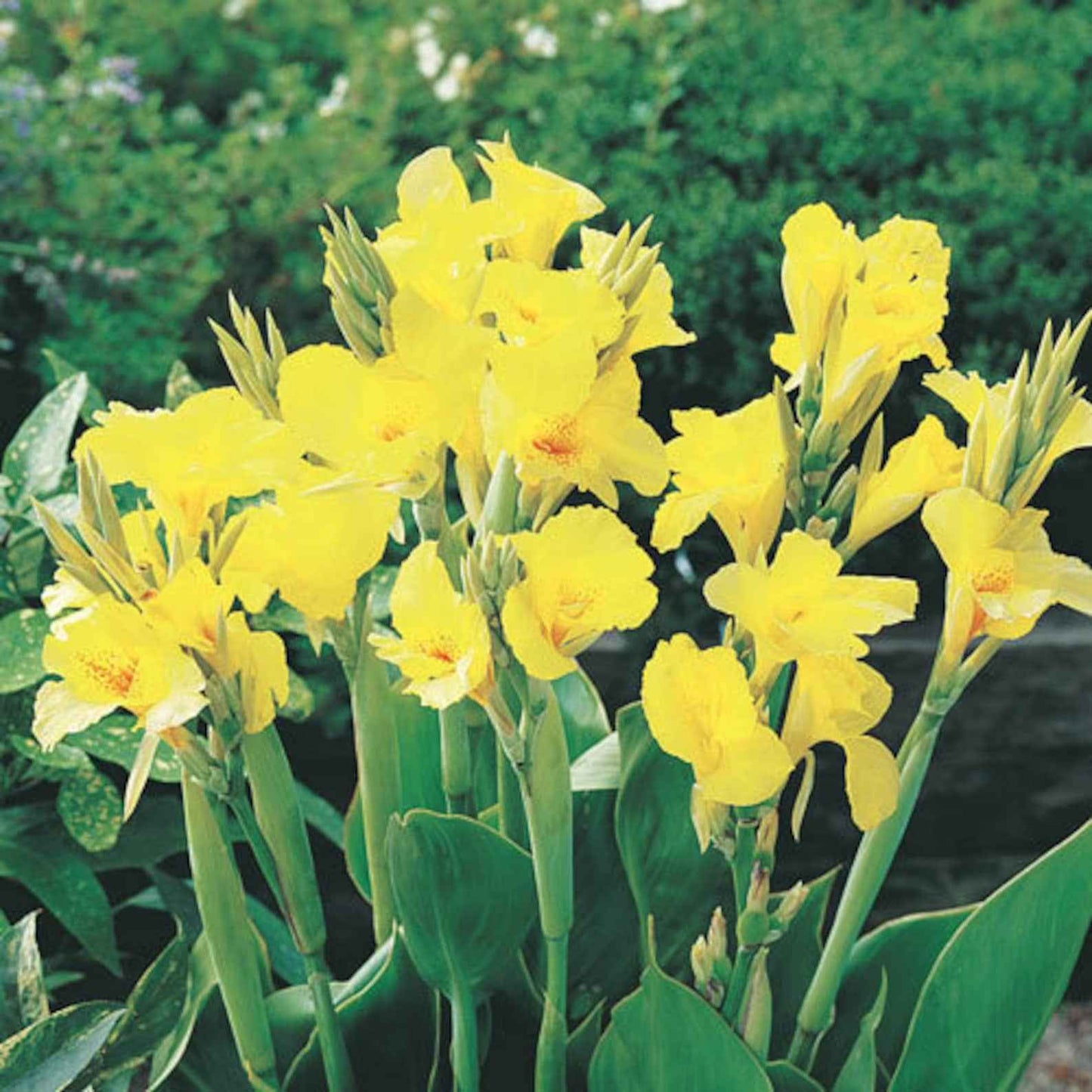 Canna Lily - Bright Yellow