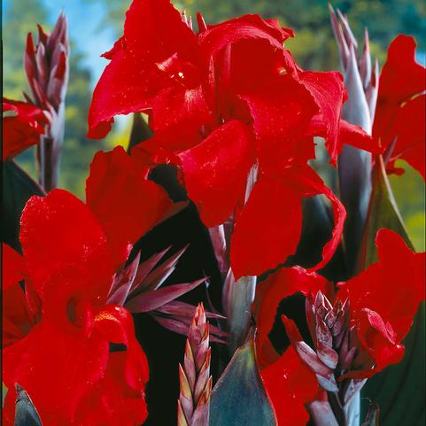 Canna Lily - Red Realmdrop Shop