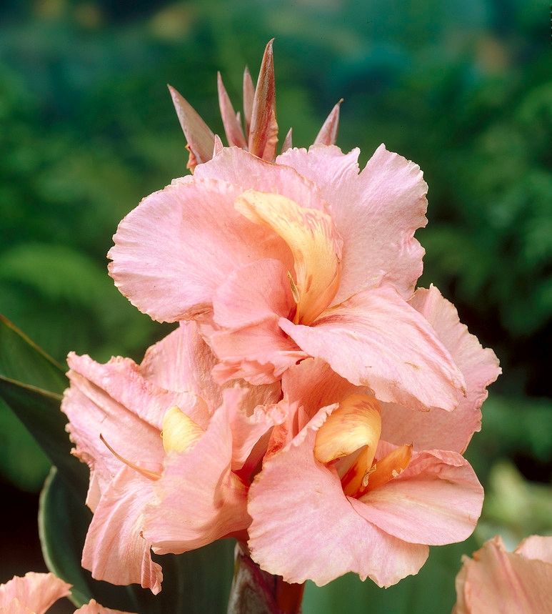 Canna Lily - Salmon Realmdrop Shop