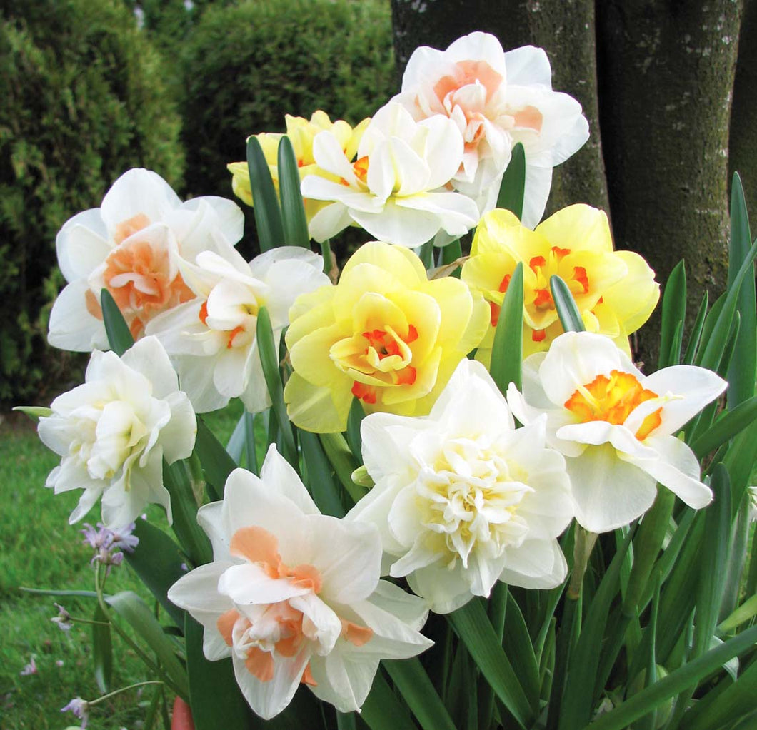 Daffodil - Bundle of Fluffles