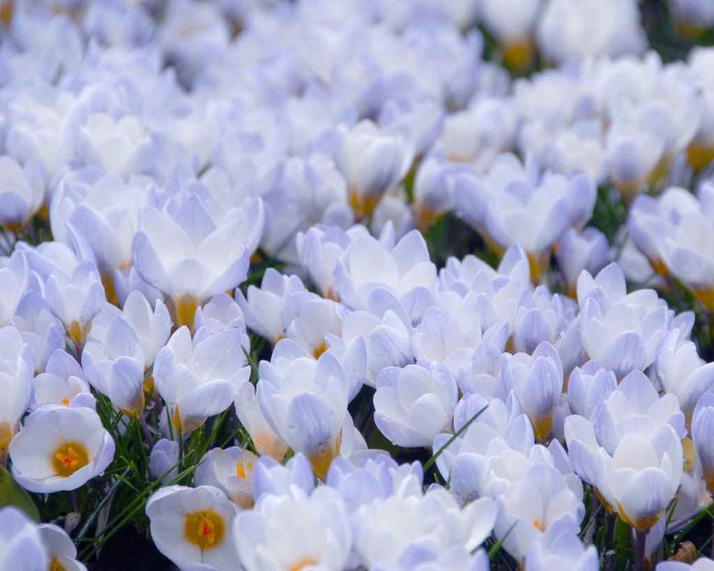 Crocus - Blue Pearl