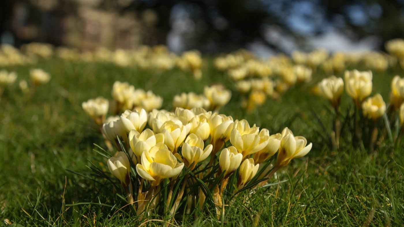 Crocus - Gold