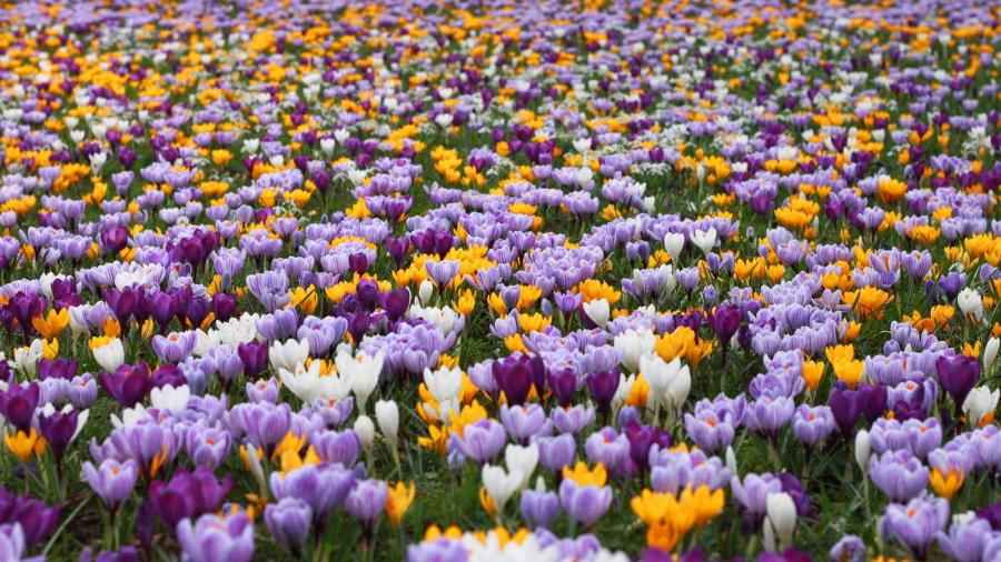 Crocus - Mixture