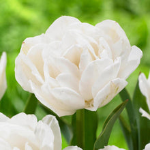 Load image into Gallery viewer, Tulip Late White Princess &#39;Noori&#39;

