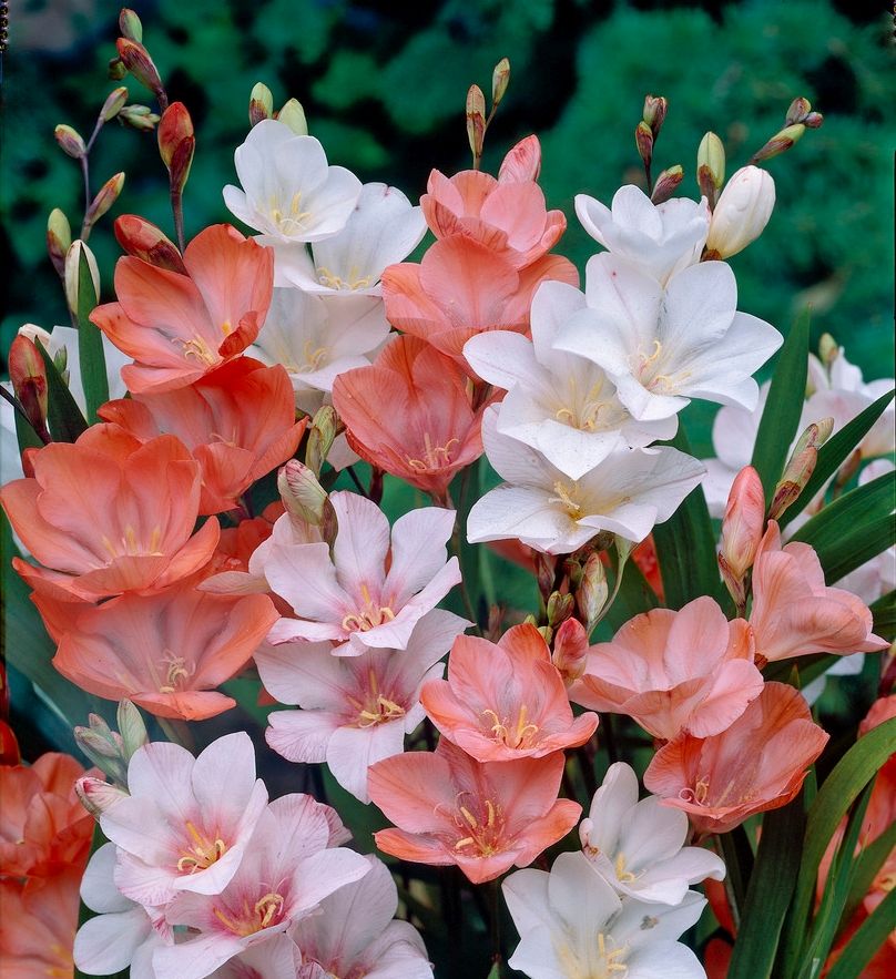 South African Wand Flower - Bundles of Red
