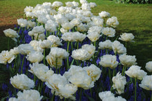 Load image into Gallery viewer, Tulip Late White Princess &#39;Noori&#39;
