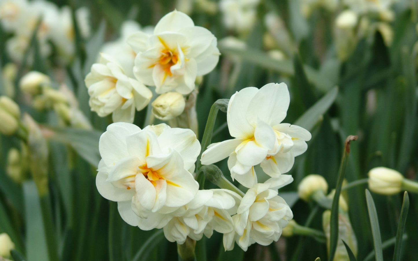 Daffodil - Fragrant European Multi-Fluffle Realmdrop Shop