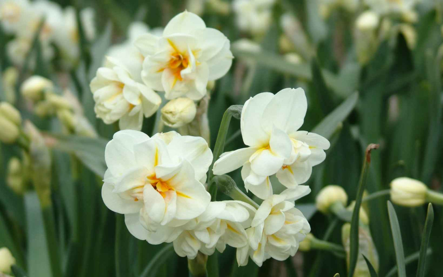 Daffodil - Fragrant European Multi-Fluffle