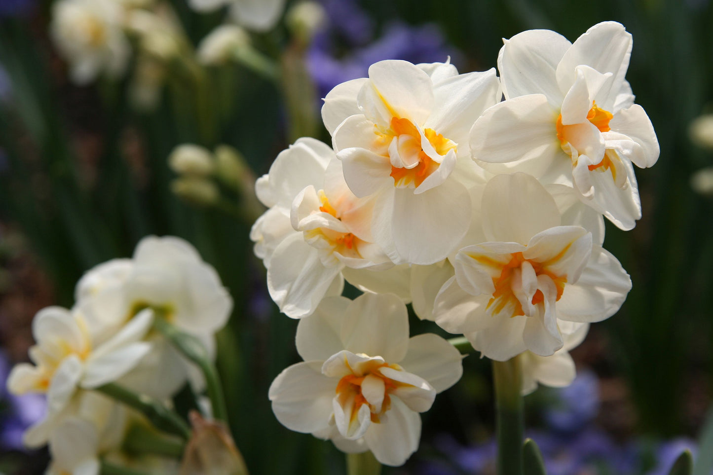 Daffodil - Fragrant European Multi-Fluffle Realmdrop Shop