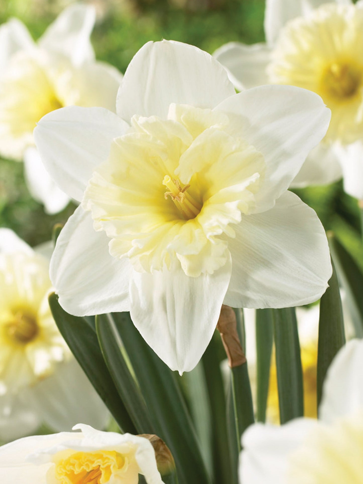 Daffodil - Ice Follies Realmdrop Shop