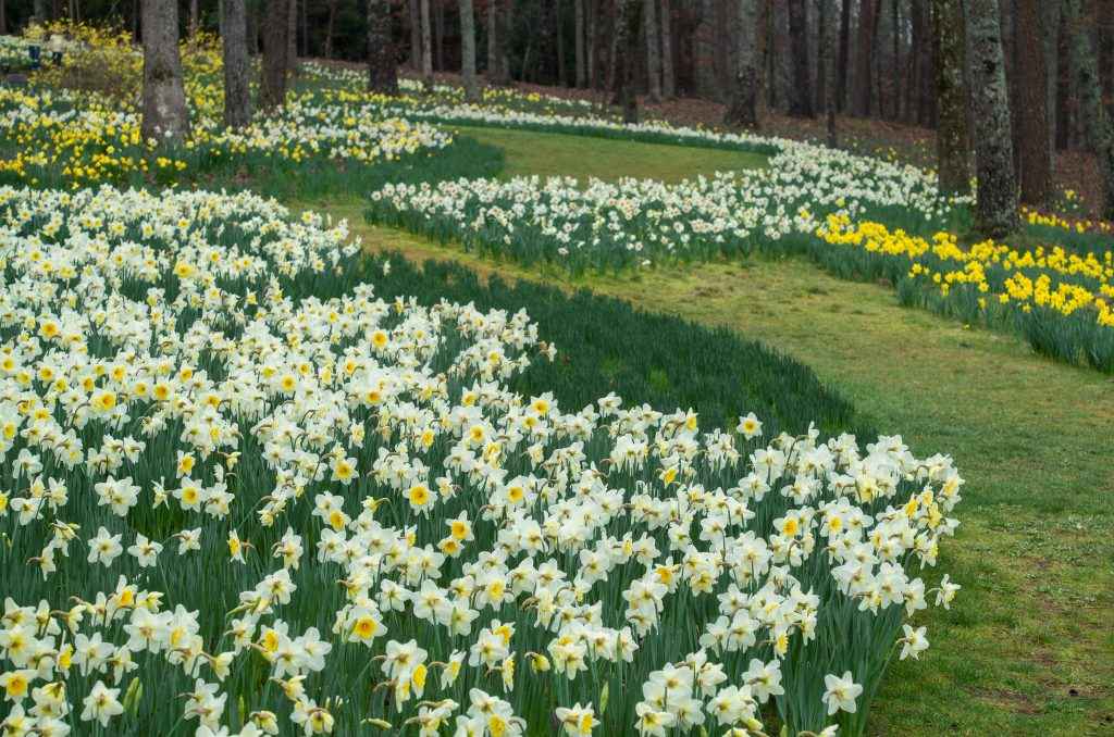 Daffodil - Ice Follies
