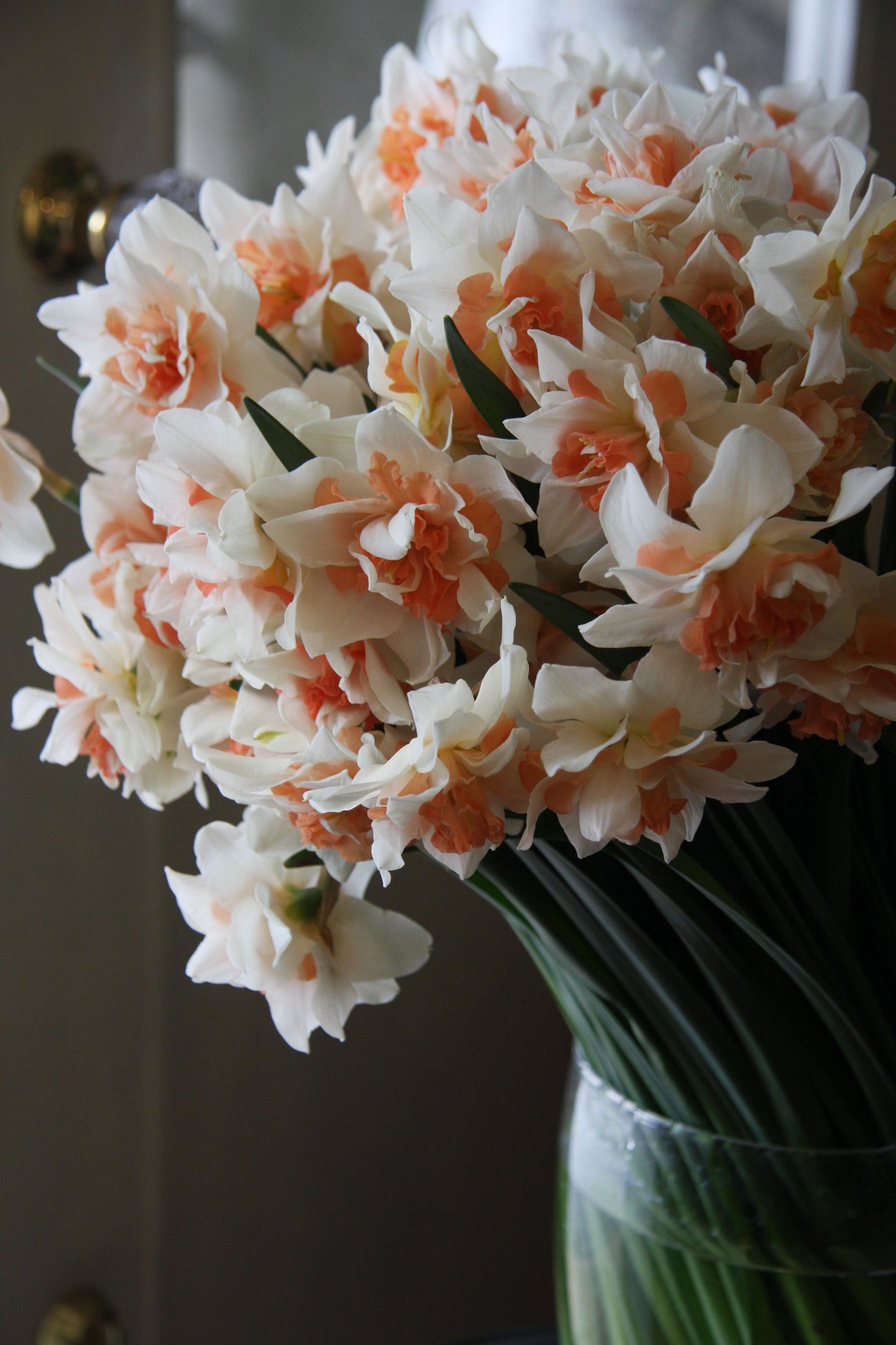 Daffodil - Pink Fluffle Realmdrop Shop