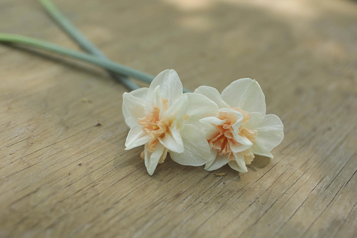 Daffodil - Pink Fluffle Realmdrop Shop