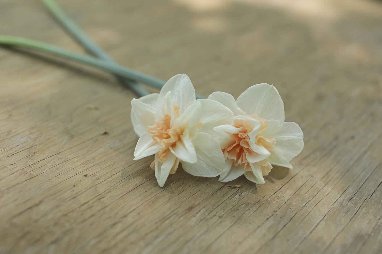Daffodil - Pink Fluffle - Replete