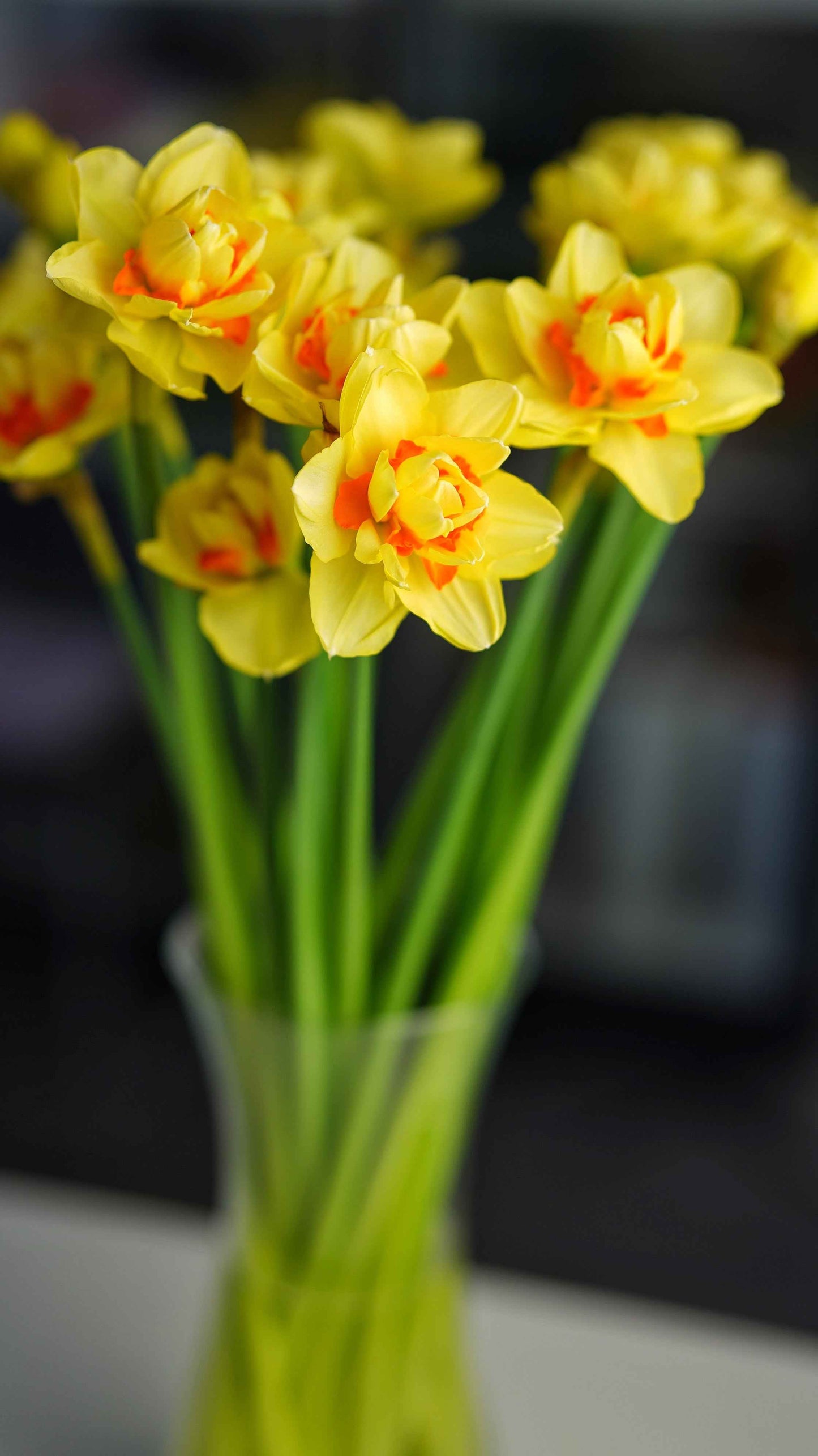 Daffodil - Sun Fluffle - Tahiti