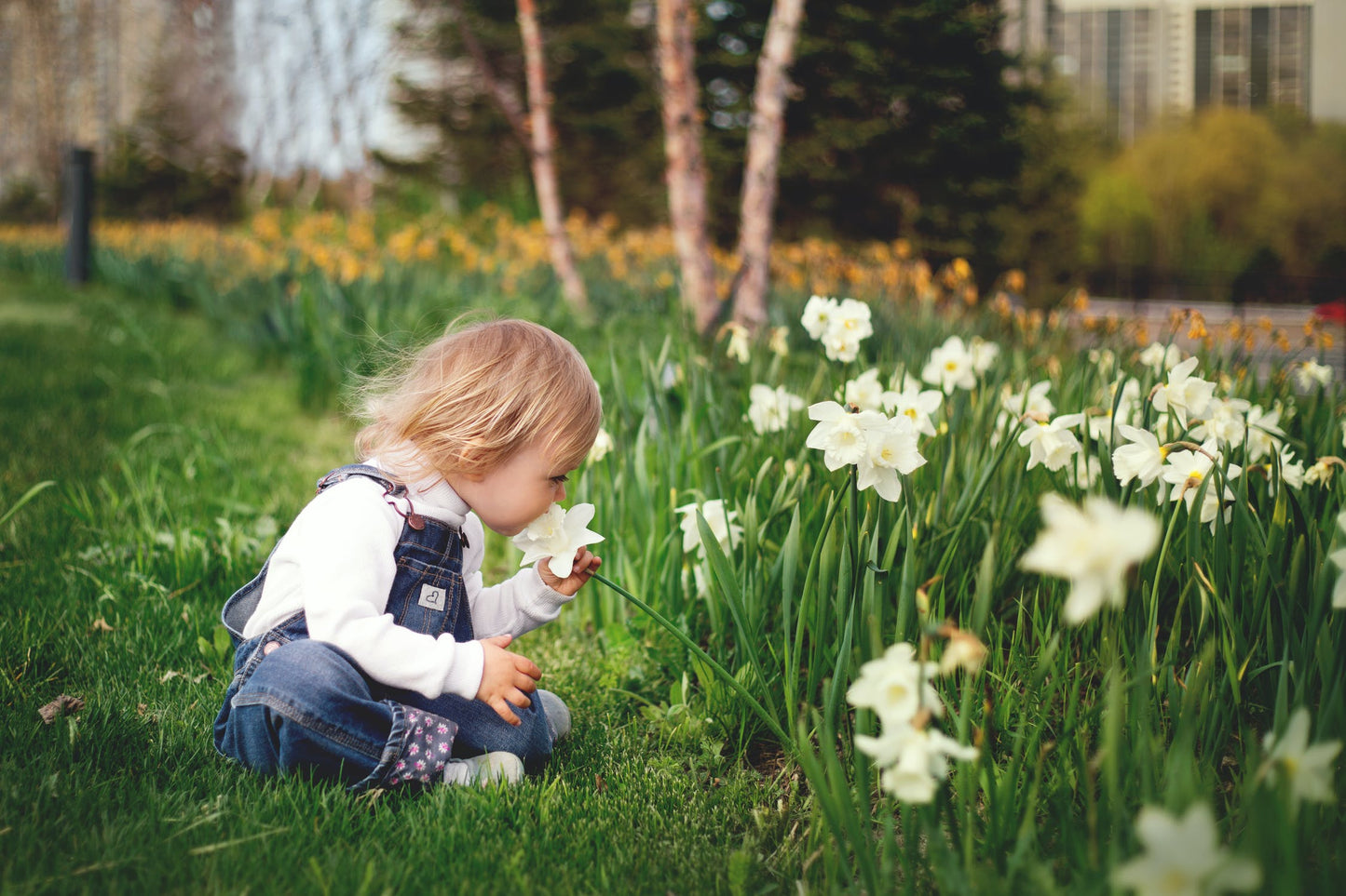 Daffodil - White Realmdrop Shop