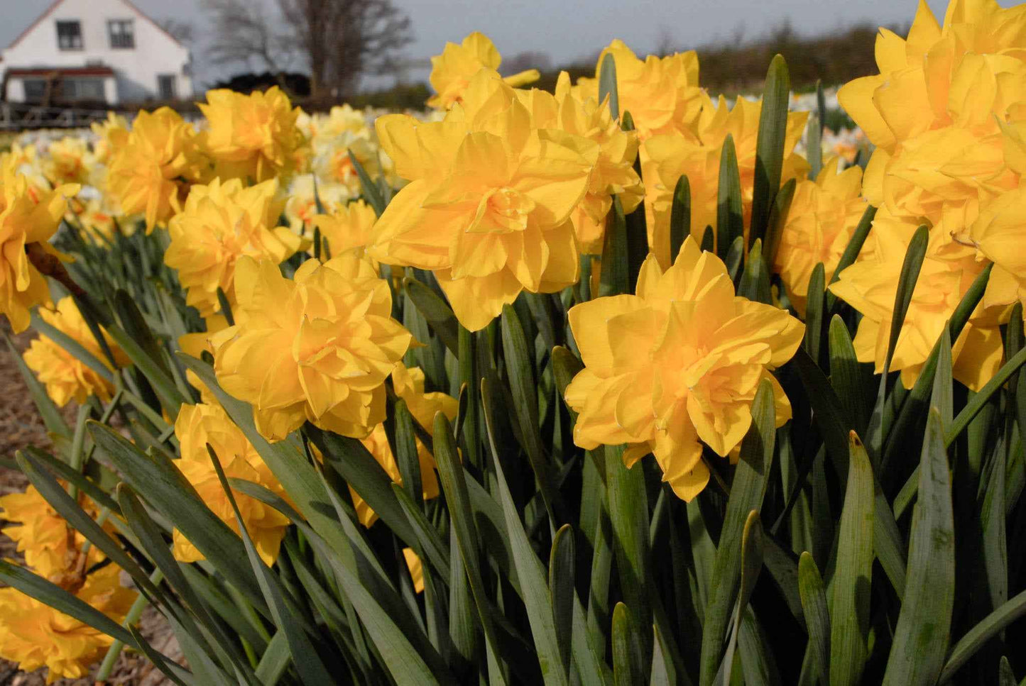 Daffodil - Yellow Fluffle