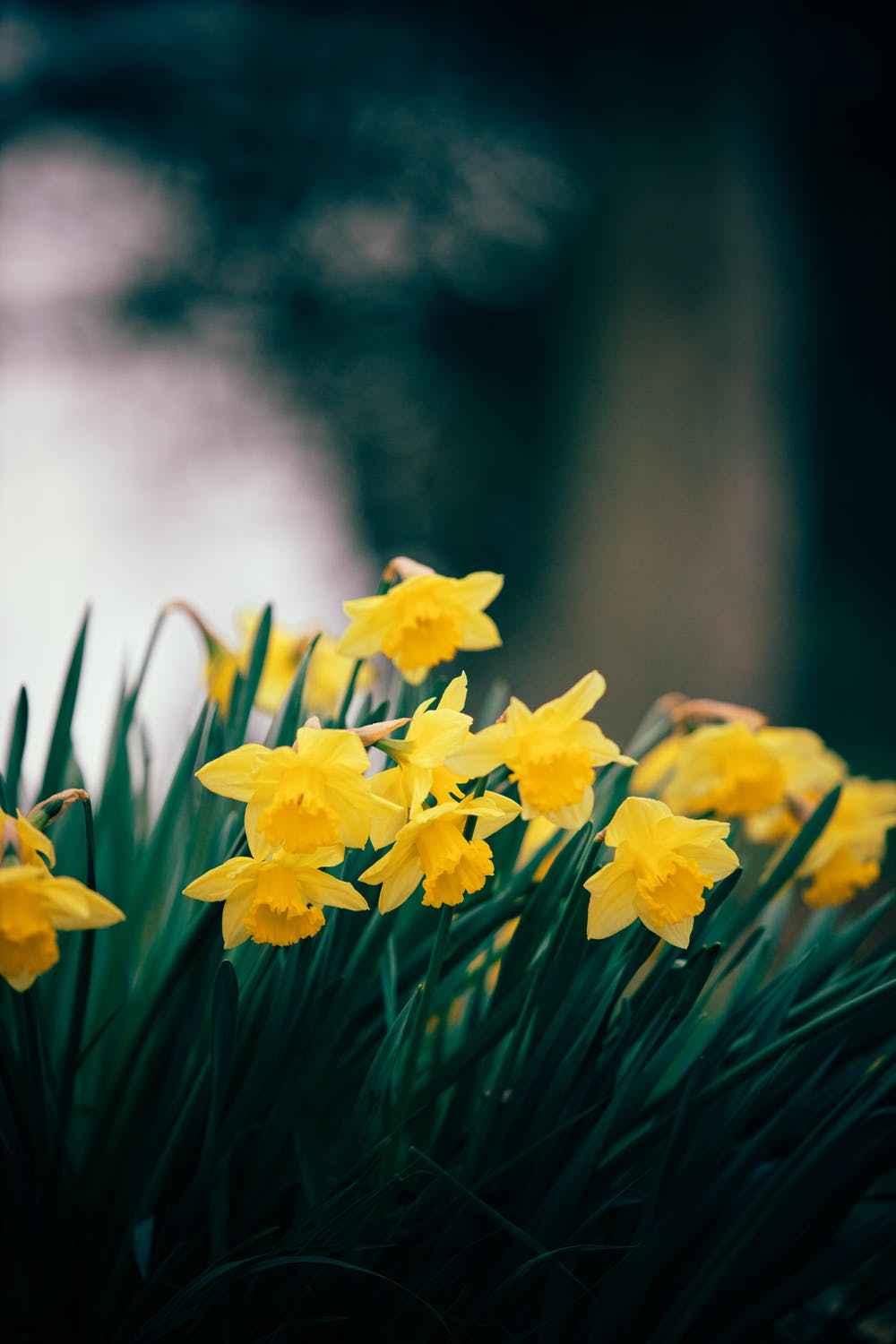 Daffodil - Yellow Trumpet