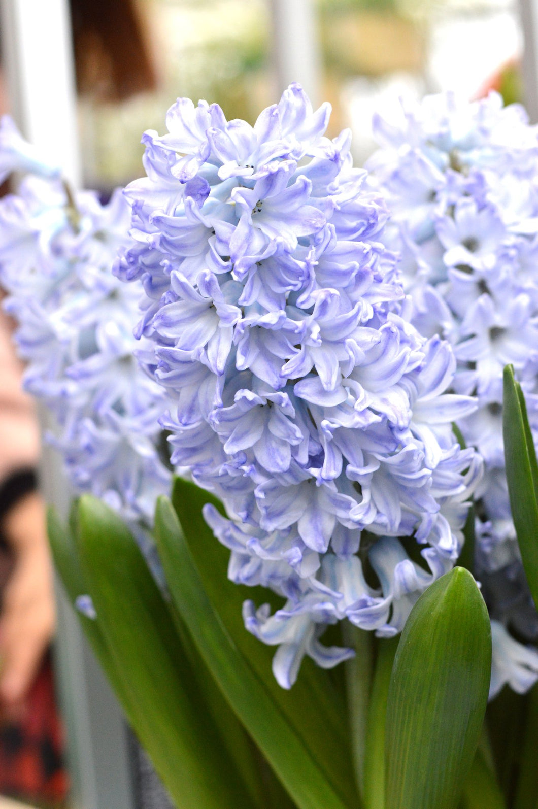 Fragrant Hyacinth - Periwinkle