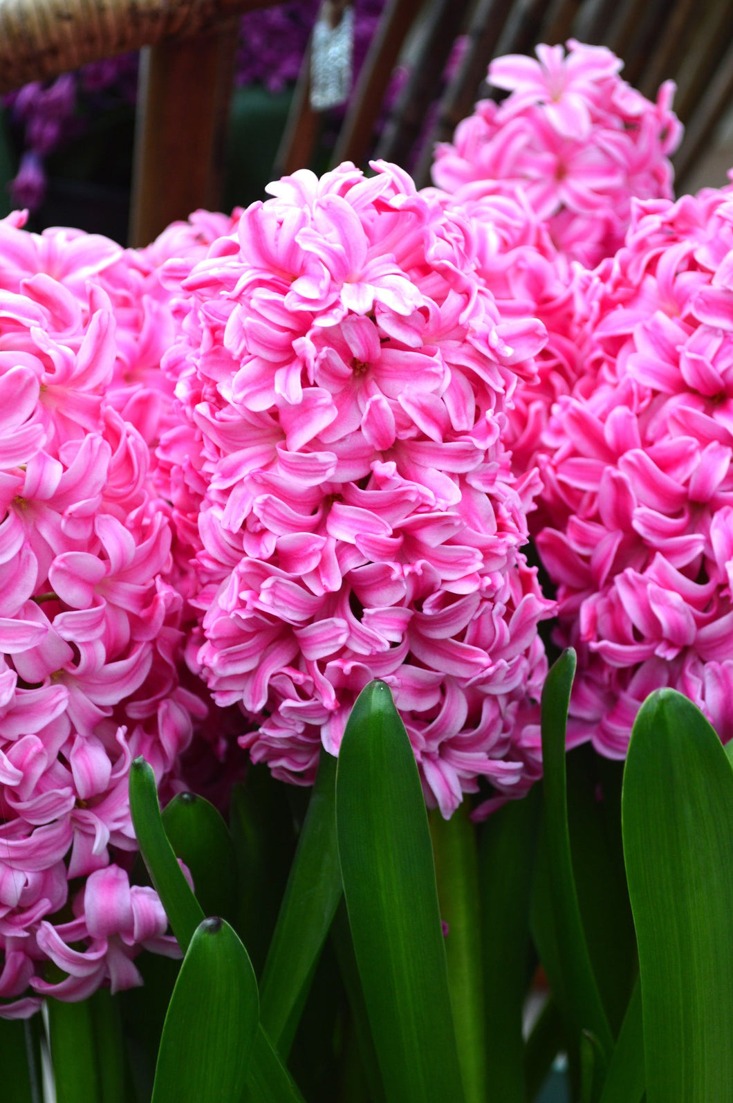 Fragrant Hyacinth - Pink