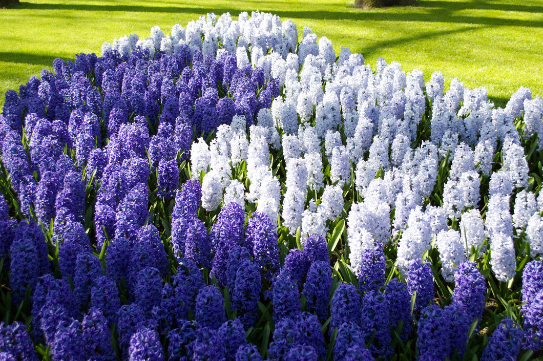 Fragrant Hyacinth Bundle - Baby Blue Sky