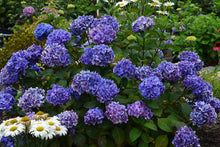 Load image into Gallery viewer, Hydrangea - Endless Summer - Bloomstruck - Purple to Pink
