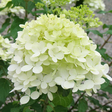 Load image into Gallery viewer, Hydrangea - Limelight
