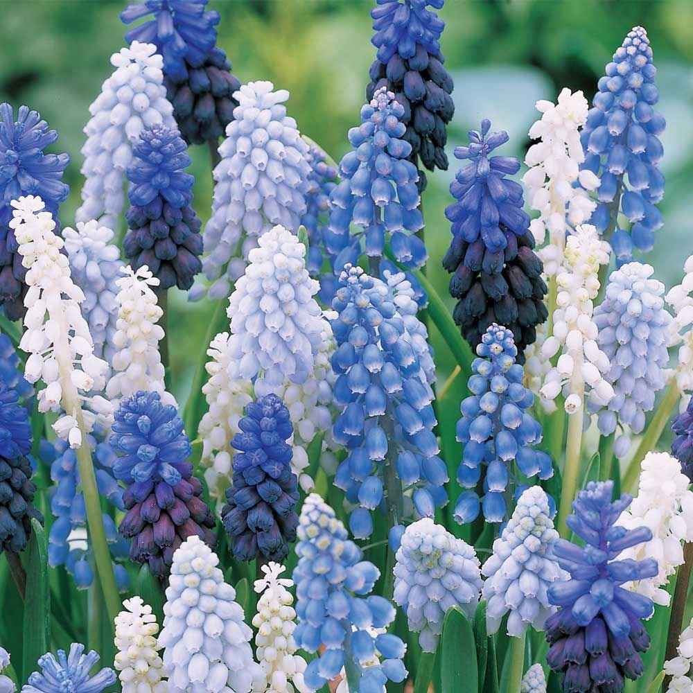 Muscari - Grape Hyacinth - Bouquet of Maidens